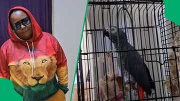 Woman's parrot speaks isiXhosa and swears at her in TikTok video, South Africa in awe