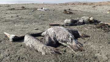 Bird flu kills almost 14,000 pelicans, seabirds in Peru