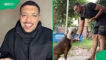 "Not all pitbulls are the same": Cape Town man advocates for pitbulls amid fatal attack