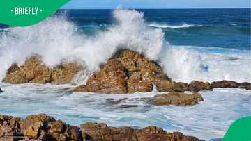 Mysterious sea creatures in Mossel Bay found clinging to driftwood in video