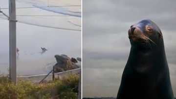 Seal terrorises woman in harrowing encounter seen on TikTok, video clocks 2M views