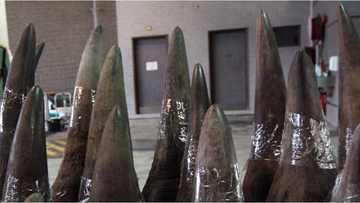 SARS intercepts R53 million worth of rhino horn bound for Malaysia