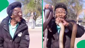 "This man is really brave": Mzansi stunned as man casually handles three mole snakes with no fear