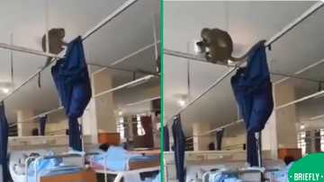 Wild surprise: Patients stunned as monkeys allegedly crash Limpopo Hospital ward