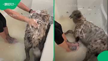 “Dog” bath video leaves Mzansi laughing after spotting the unusual guest