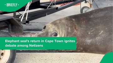 Gordy the elephant seal reappeared in Simon's Town near the Naval Base, leaving netizens confused