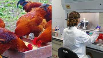 Organic poultry fetching high price, experimental chickens fed on medical marijuana instead of antibiotics show