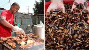 Chef releases 20 cockroaches at his former workplace's kitchen after pay dispute