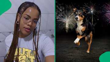 "Very rare and brave dog": Dog's reaction to New Year's Eve fireworks leaves Mzansi stunned