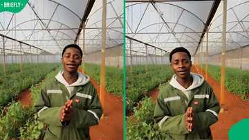 “Beautiful stuff”: Mzansi cheers for 20-year-old managing 10-hectare farm that supplies Woolworths
