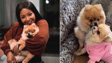 Boity Thulo shares snaps of her fur babies Asante and Sana like a proud doggie momma