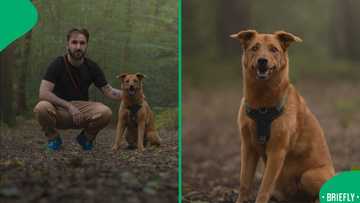 "He's never growled": Township rescue Africanis living his best life abroad melts hearts