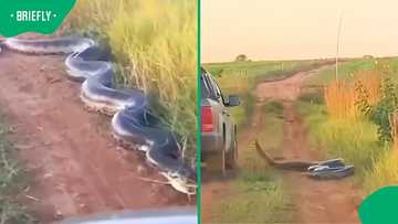 Massive green anaconda lunges at bakkie as Mzansi reacts to shocking footage