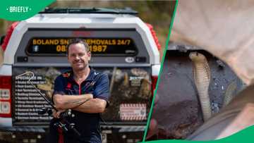 "Now everyone is safe": Snake handler's Cape cobra capture hypes up the community