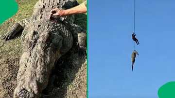 "I give honour": Crocodile with man's remains pulled out harshly from Komati River leaves SA reeling
