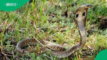 Snake found in washing machine in viral video leaves South Africans stunned