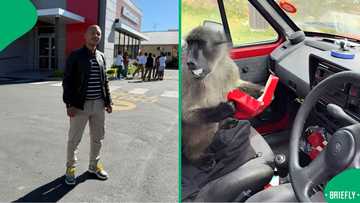 "Those are thieves": Baboons invade Cape Town gents' car and steal their food in, SA in stitches