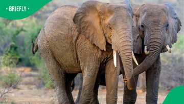 Terrifying footage: Wild elephant rampages through an Indian town, leaving panic and deaths