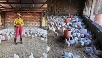 "This is a big move": Young farmer scores big chicken supply contract