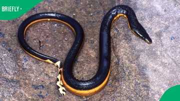 Highly venomous sea snakes wash ashore in Plettenberg Bay amid rough weather