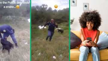 Throwback TikTok video of police officer running from snake found by search dog still has SA busting