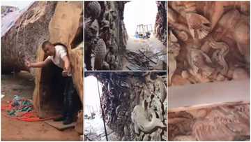 Video shows amazing 'house' inside a fallen tree, its artistic interior décor surprises many