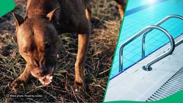 Man goes back to rescue pit bull from drowning after it attacked him 2 times in TikTok video