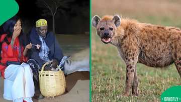 "Hard pass!": woman's close call with wild hyena during feeding experience leaves viewers shocked