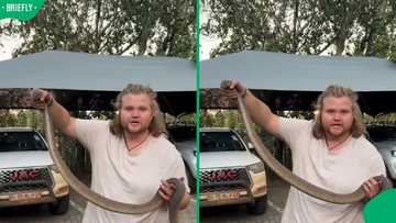 "They eat anything?": Man pulls huge cobra from truck tyre in Pretoria leaving Mzansi concerned