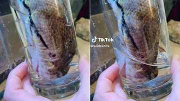 TikTok of giant python using entire head to drink water gets 25M views as peeps were in complete awe