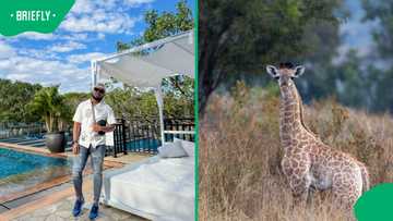 "People will still come with speakers": Mzansi reacts to peaceful R50 game lodge plug near Joburg