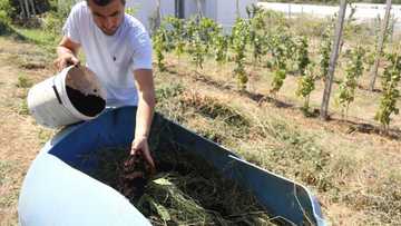 Albanian farmer feeds coffee to fields amid fertiliser crunch