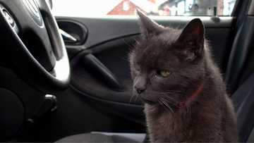 Tales of the mysterious 'cat taxi' has social media users worried