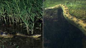 Snake in water gets 4.9M TikTok views, viral video of enormous anaconda has peeps vowing never to swim again