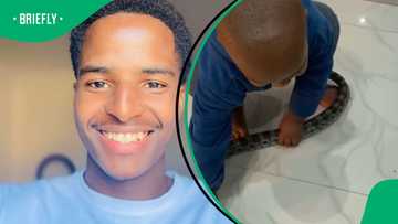 Adorable moment: Boy faces first fast-moving corn snake without fear in video