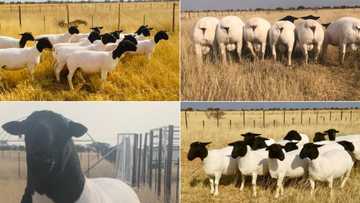Farmer shares snaps of sheep meant for auction, SA impressed: "Quality"