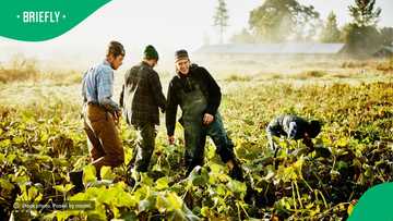 "From bosses to cheap labour": SA stunned by Afrikaner farmers doing hard manual labour in the USA