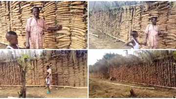 Man married to 7 wives shows off huge lengthy barn full of yams
