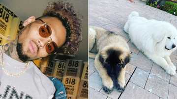 Chris Brown allegedly covers for his pooch after attacking housekeeper, she’s suing