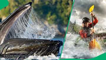 "Nangu Jonah": Man swallowed by whale in video with 6M views calmly discusses experience, peeps amazed