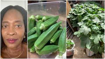 Woman showcases fresh okro she harvested from cement sack farming