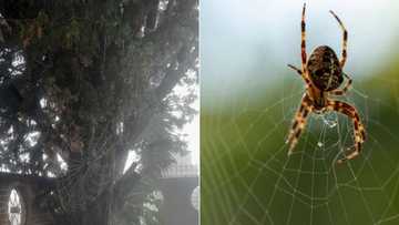 Woman finds enormous spiderweb on property, pic has Mzansi cracking jokes, "Are you in Australia love?"