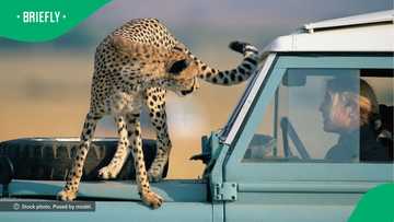 Cheetah enters man's car during safari in video, his response to danger gets 6.9M views