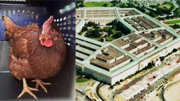 Sneaky chicken caught by security forces hovering suspiciously around Pentagon entrance