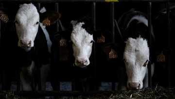 Cow manure fuels French tractors