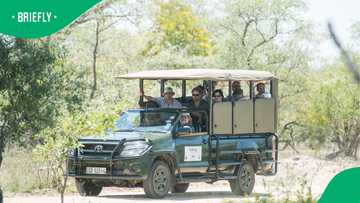 Lion sighting sparks investigation after safari vehicle’s alleged move caught on camera