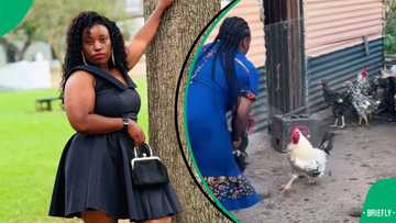 "That was his soulmate": Brave rooster chases woman after grabbing one chicken, SA in stitches