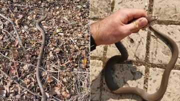 Nick Evans saves frightened domestic worker from a spitting cobra in bedroom