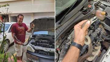 Nick Evans removes black mamba hiding underneath car bonnet, SA stunned by story: "Gets crazier every day"