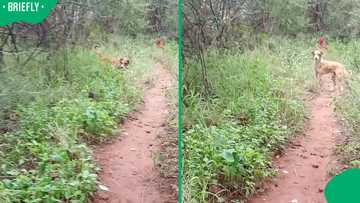 “I was going to go back home”: Woman narrowly escapes cobra encounter in TikTok video